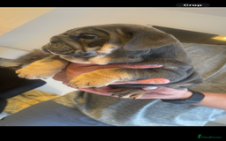 English Bulldog dogs for sale: 10 Top quality English bulldog puppies for sale  - Image 28