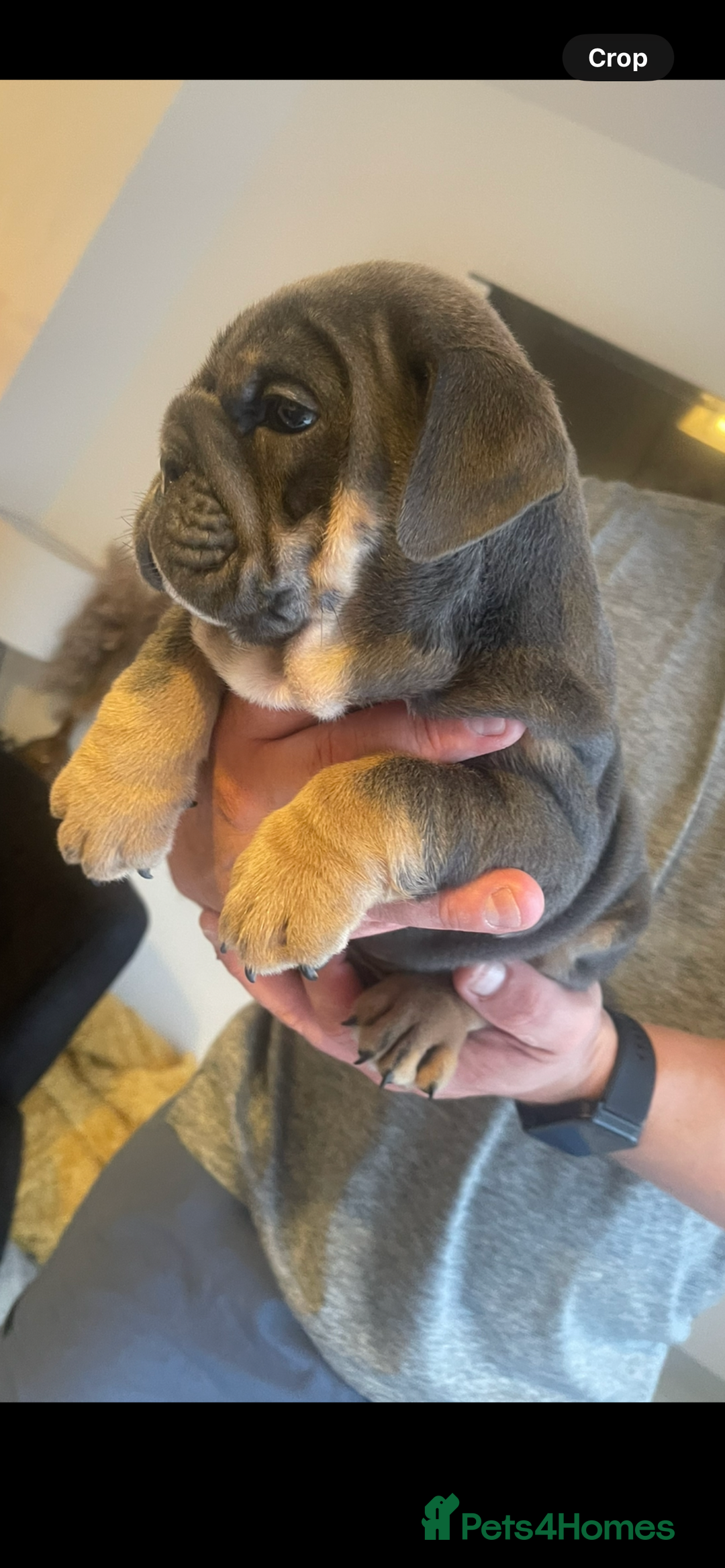 English Bulldog dogs for sale: 10 Top quality English bulldog puppies for sale  - Image 28