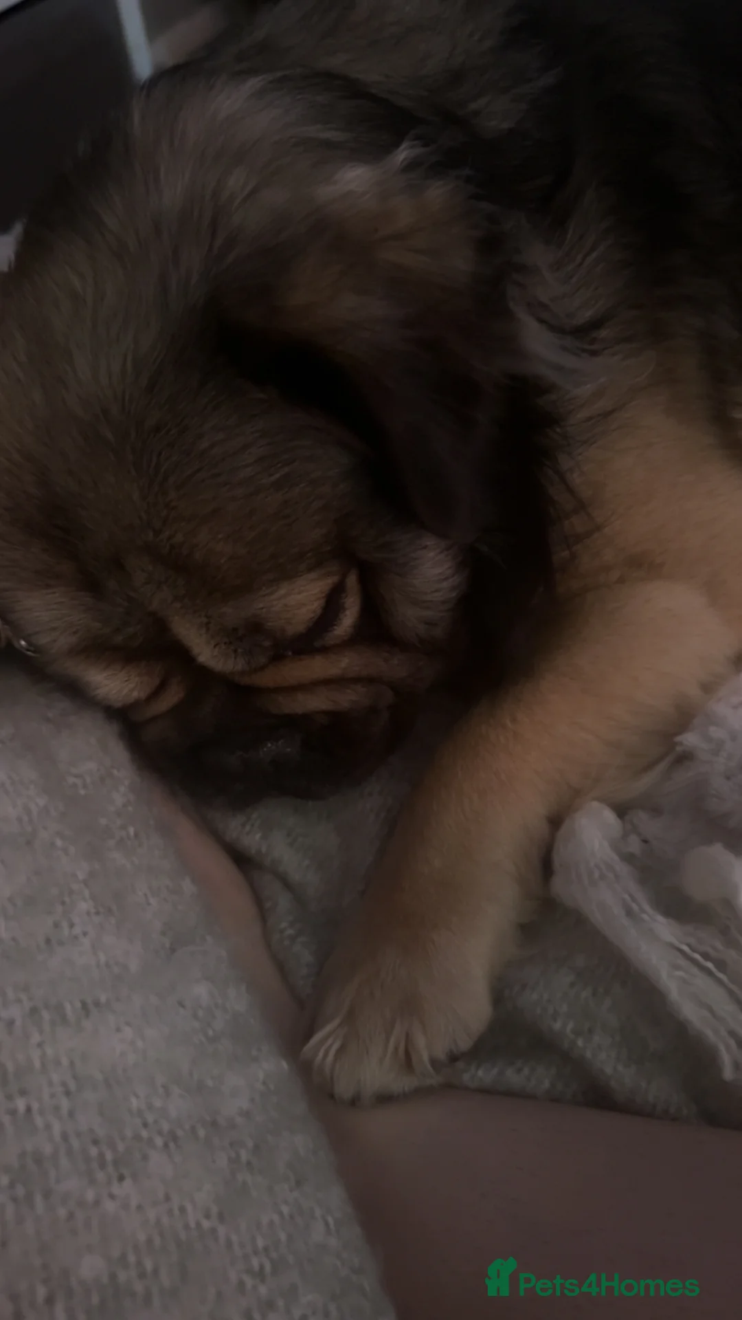 French Bulldog dogs for sale: Fluffy French bulldogs - Advert 1