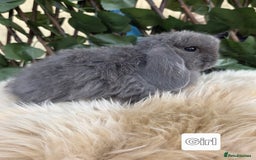 Mini Lop rabbits for sale: Pure bred Mini Lop Bunnies - Image 12