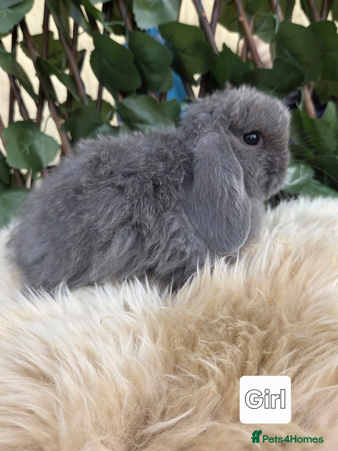 Mini Lop rabbits for sale: Pure bred Mini Lop Bunnies - Image 12