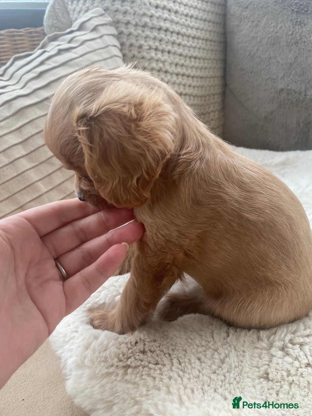Cavapoo dogs for sale: Cavapoo puppies - Advert 2