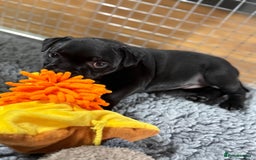 Staffordshire Bull Terrier dogs for sale: Paws Above The Rest  - Image 21