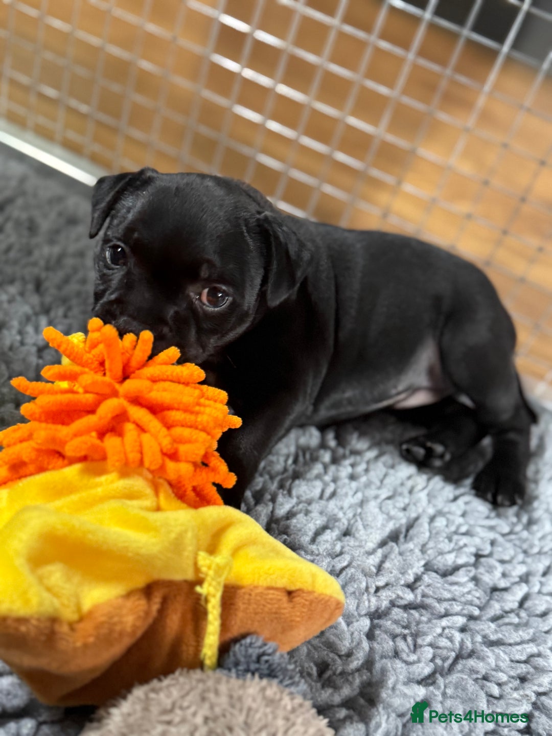 Staffordshire Bull Terrier dogs for sale: Paws Above The Rest  - Image 21