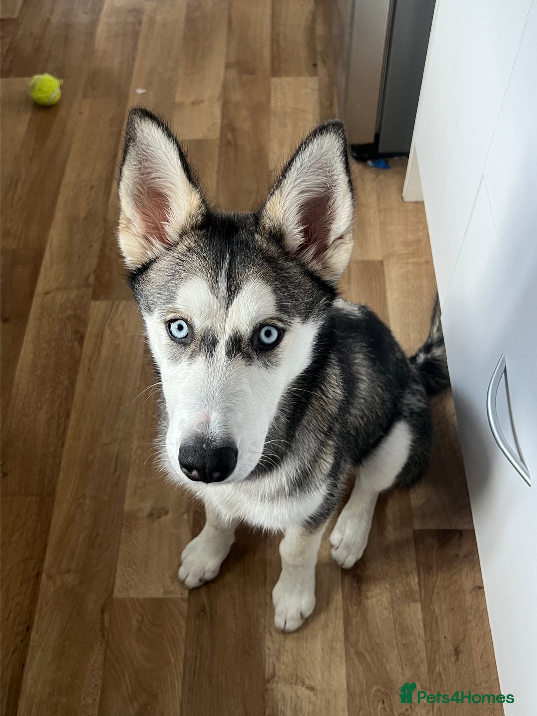 Siberian Husky dogs for sale: Wynter - Image 1