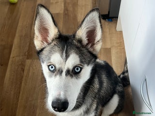 Siberian Husky dogs - Advert 27