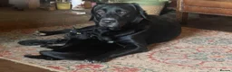 Mixed Breed cats for sale: Beautiful Kittens - Advert 5