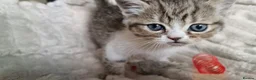Exotic cats for sale: 4 beautiful exotic x kittens - Advert 18