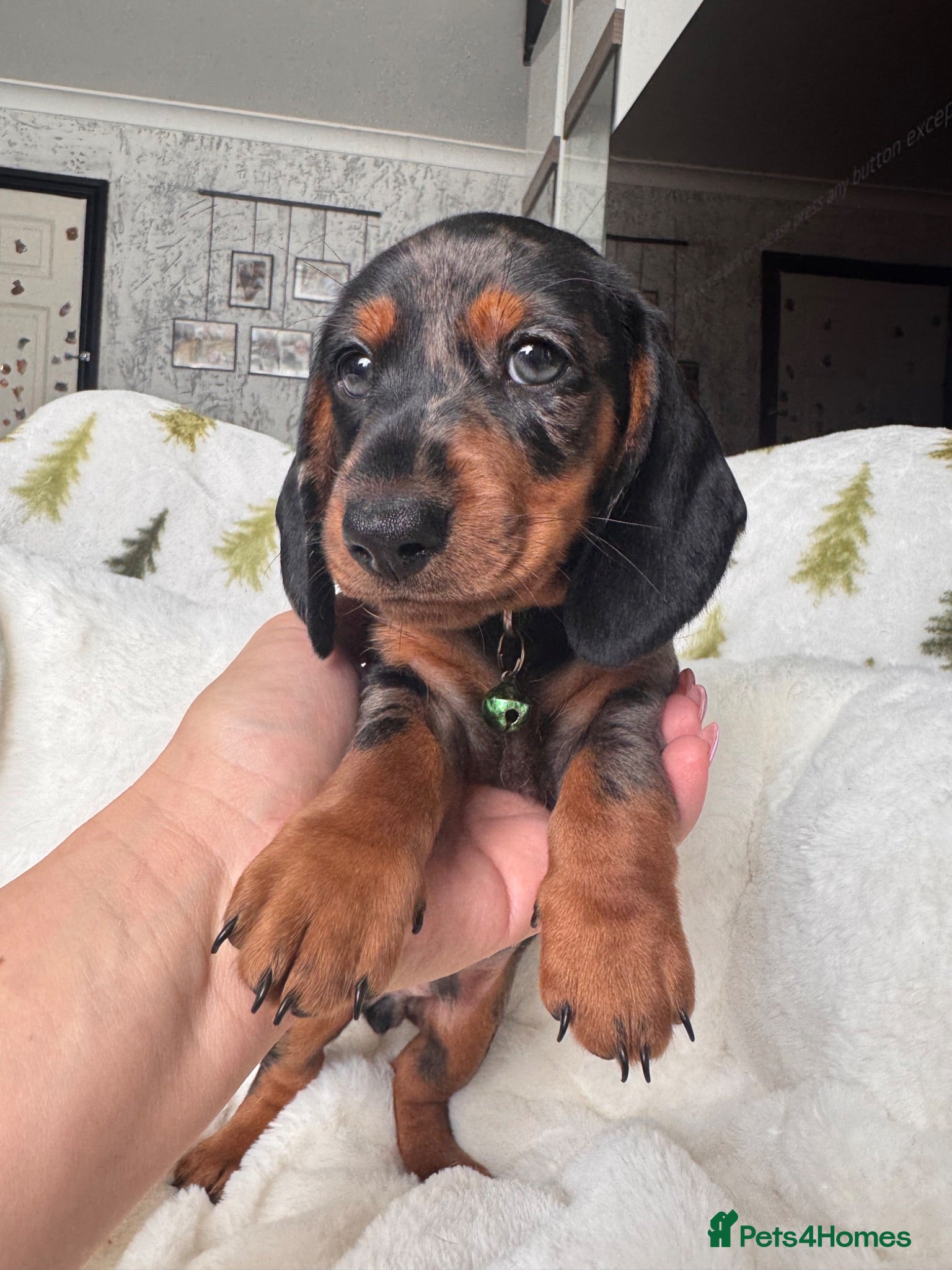 Miniature Dachshund dogs 5 cute miniature dachshund pupps available  - Advert 1