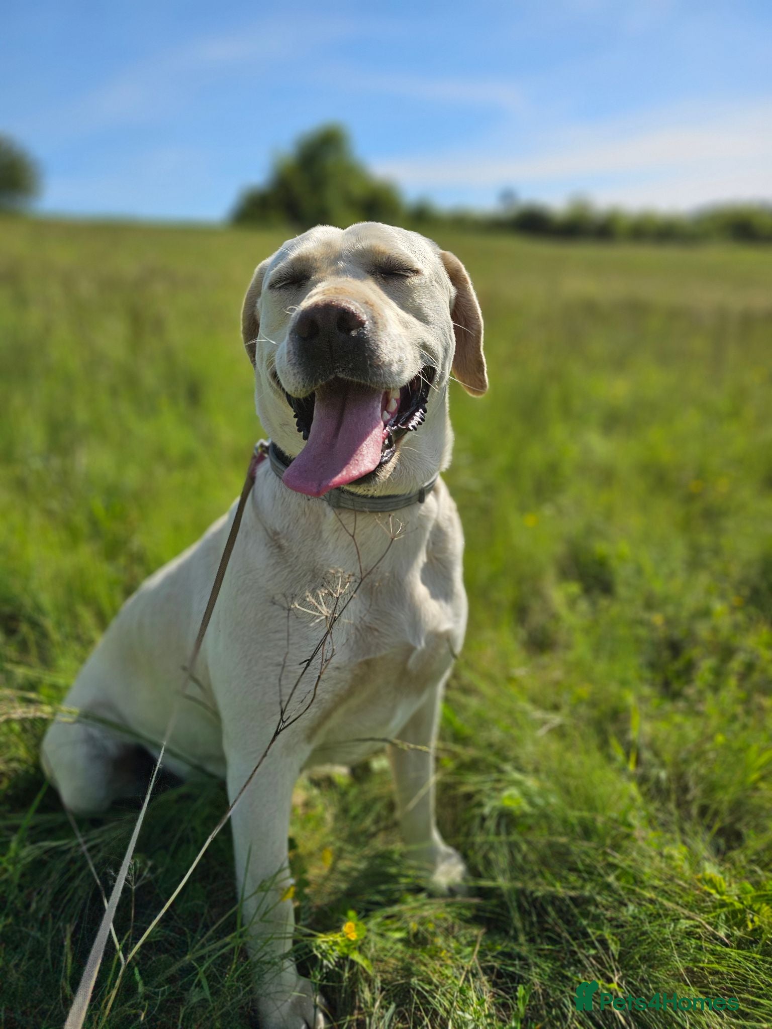 Labrador Retriever dogs Bella – Beautiful 5-Year-Old Labrador Cross - Advert 1