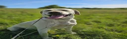 Labrador Retriever dogs for adoption: Bella – Beautiful 5-Year-Old Labrador Cross - Advert 1