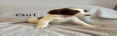 Cocker Spaniel 8
