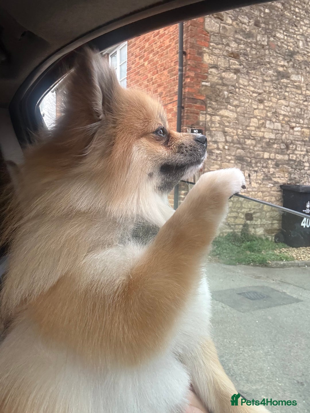 Pomchi dogs for sale: Male pomchi looking for his forever home ❤️ - Advert 2