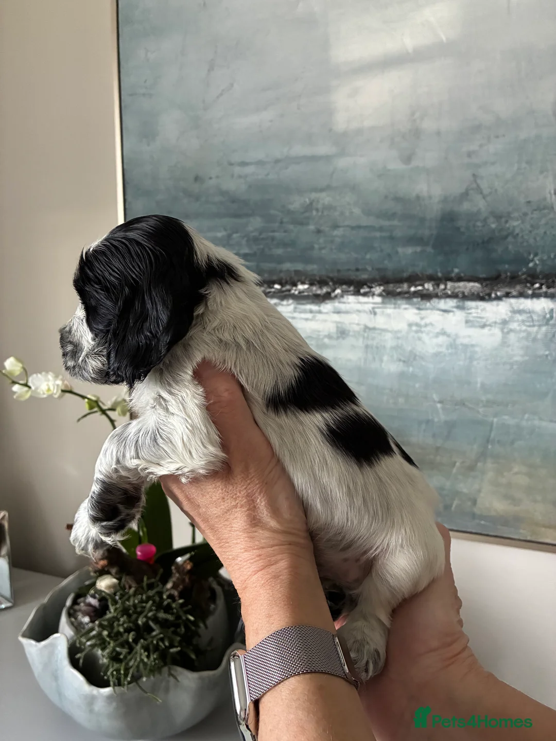 Cocker Spaniel dogs for sale: Show cocker spaniel puppies  - Advert 5