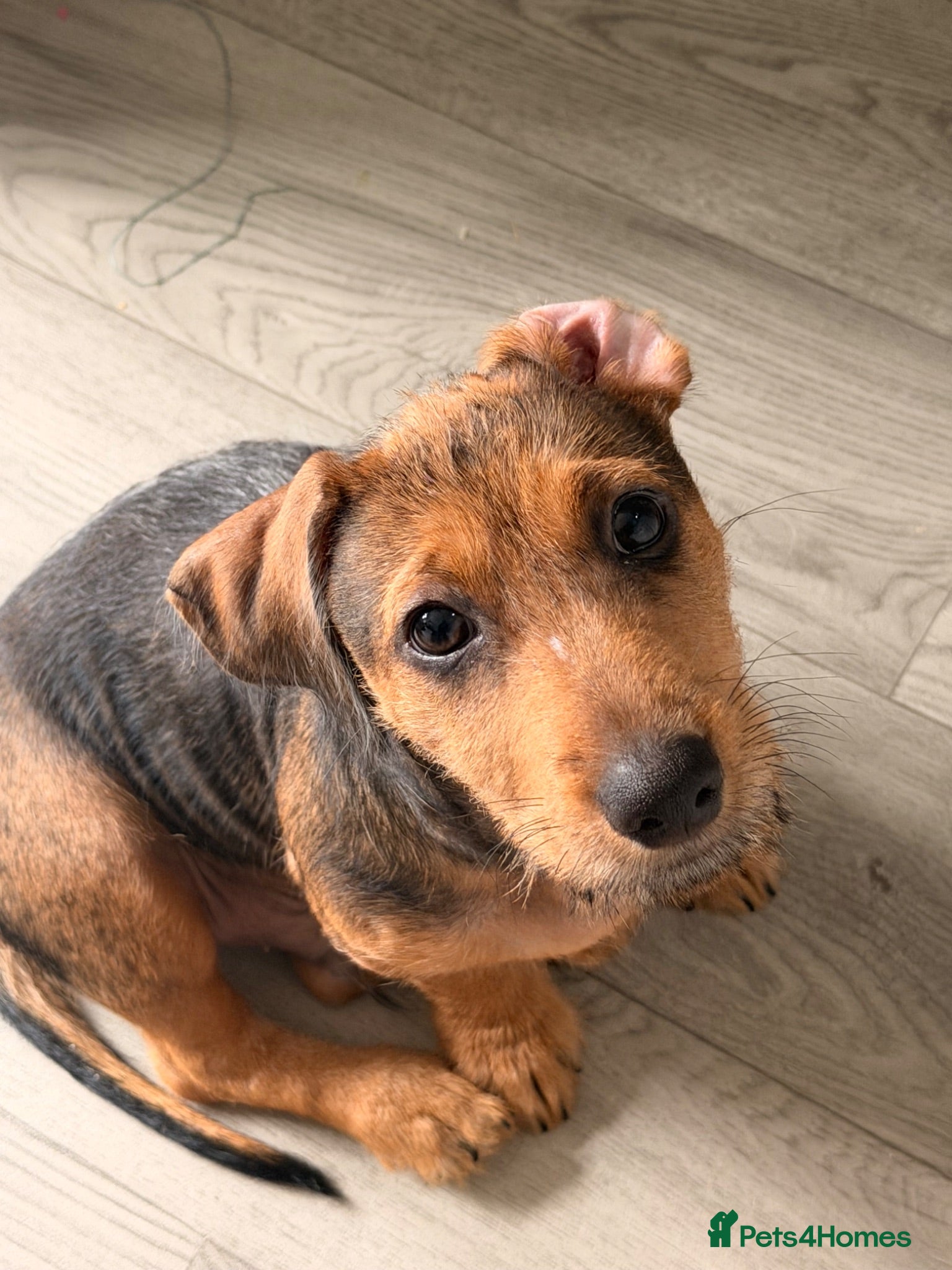 Mixed Breed dogs READY TO LEAVE NOW - Advert 16