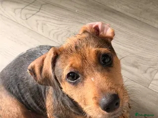 Mixed Breed dogs READY TO LEAVE NOW - Advert 1