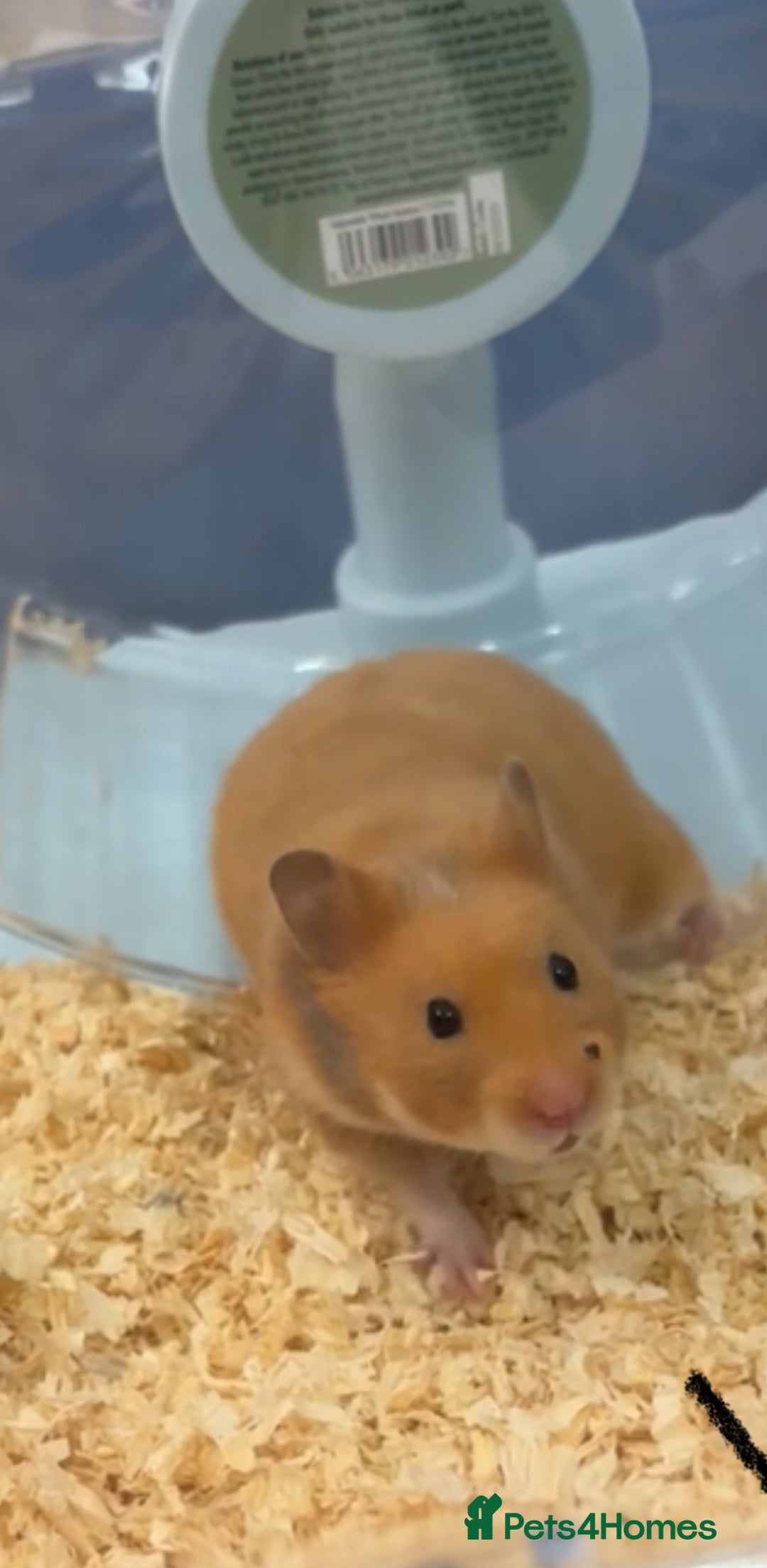 Hamster rodents for sale: Female Syrian hamster  - Advert 1