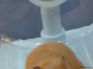 Hamster rodents Female Syrian hamster - Advert 3