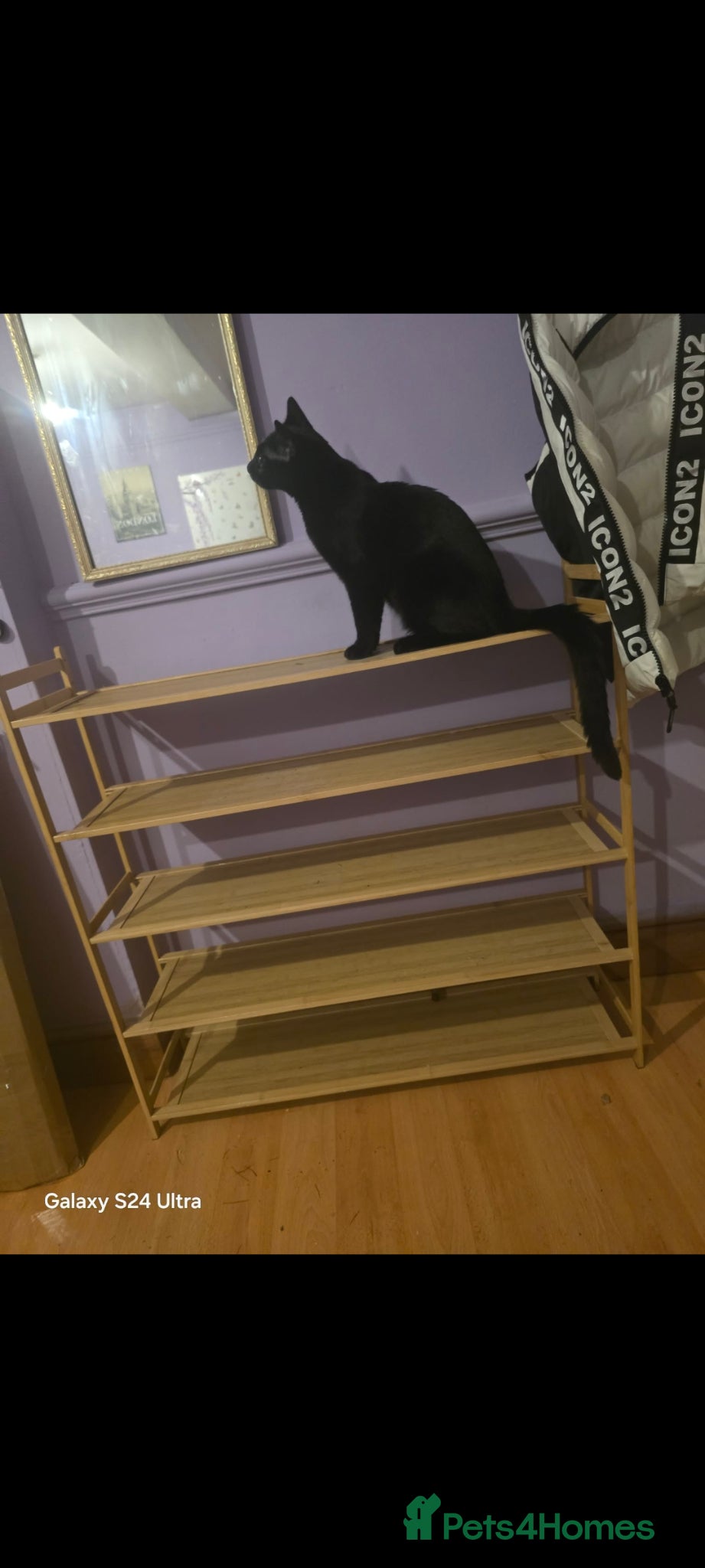 Mixed Breed cats British shorthair  - Advert 19