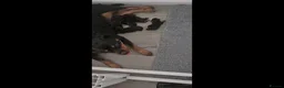 Rottweiler dogs for sale: RKC Registered Traditional Rottweiler Puppies  - Advert 1