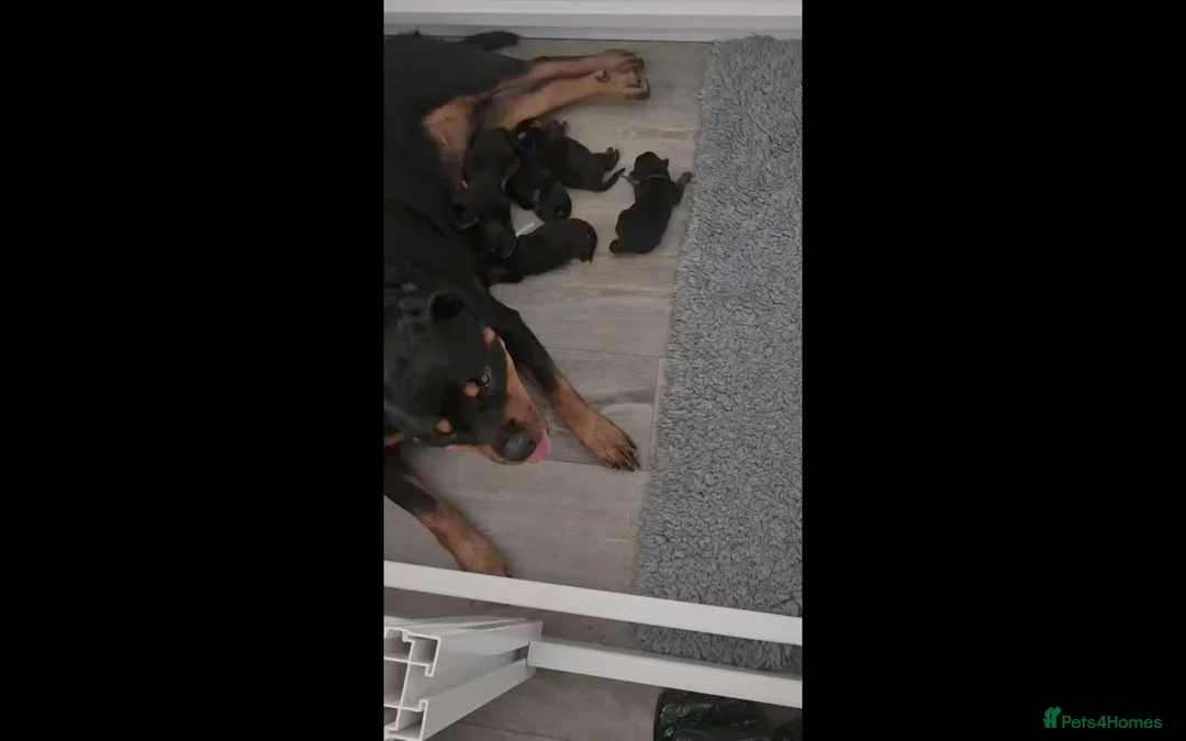 Rottweiler dogs for sale: RKC Registered Traditional Rottweiler Puppies  - Advert 1