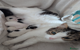 Mixed Breed cats for sale: White male kitten and 2 female kittens - Image 16