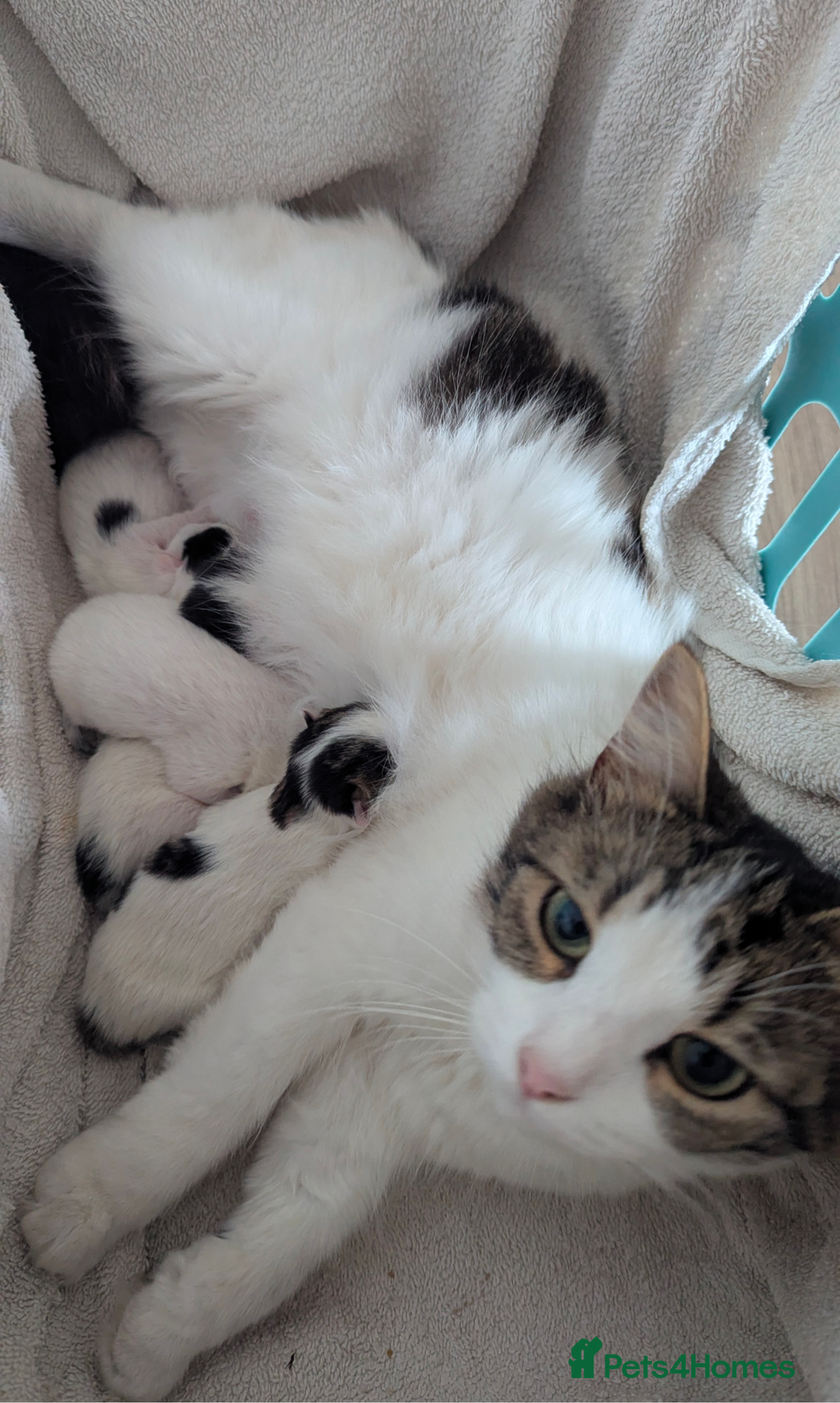 Mixed Breed cats for sale: White male kitten and 2 female kittens - Image 16