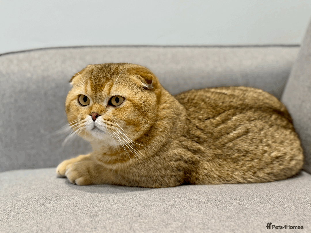 Scottish Fold cats for sale: Beautiful Scottish Fold Cat Looking 4 Loving Home - Image 14