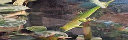 Gecko reptiles for sale: Madagascan Giant Day Gecko & terrarium  - Advert 4