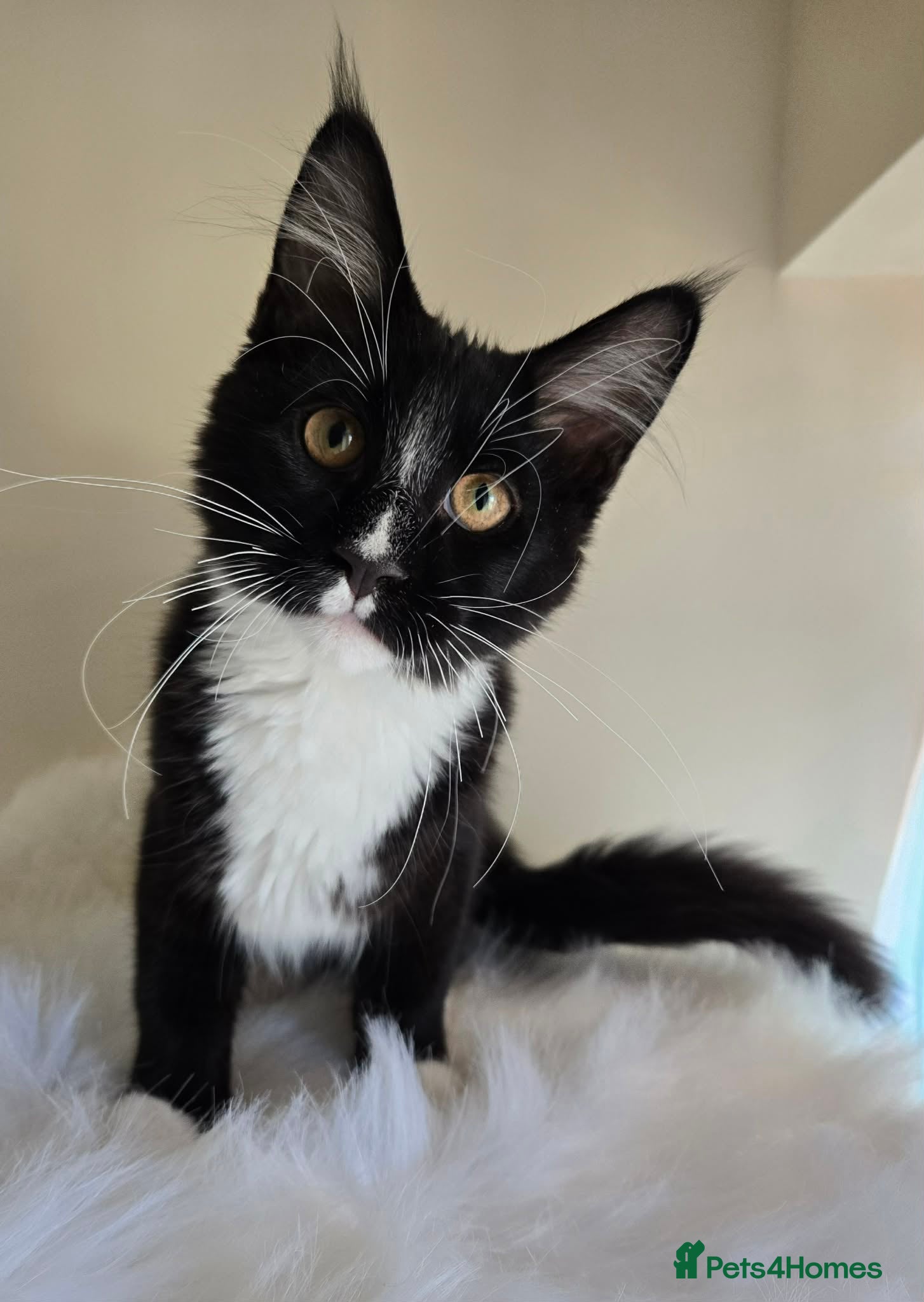 Maine Coon cats 1 Maine Coon Kitten Needing Home. - Advert 2