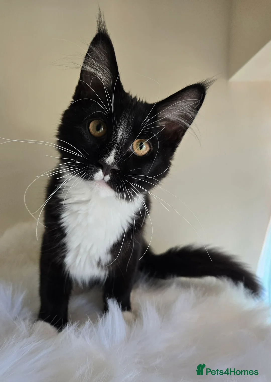 Maine Coon cats for sale: Maine Coon boy looking for forever home.  - Advert 2