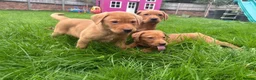 Labrador Retriever dogs for sale: KC Fully Health Tested Labrador Puppies  - Advert 5