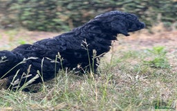 Cockapoo dogs for sale: 2 male Cockapoo puppies remaining - ready to leave in Beccles - Image 10