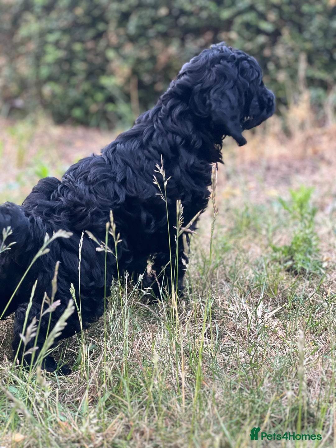 Cockapoo dogs for sale: 2 male Cockapoo puppies remaining - ready to leave in Beccles - Image 10