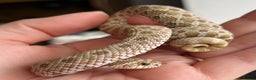 Snake reptiles for sale: Various Western Hognoses - Advert 5