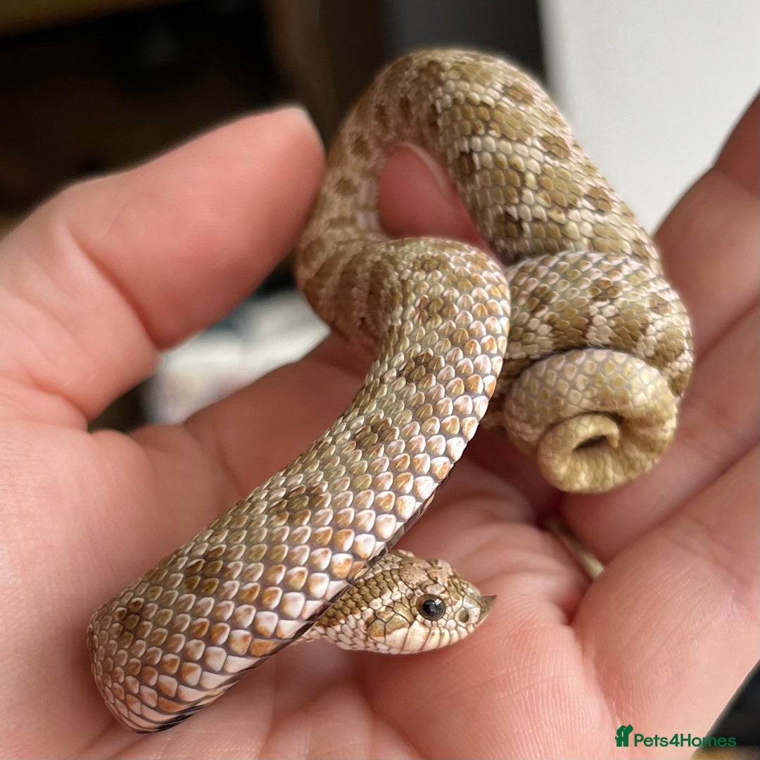 Snake reptiles for sale: Various Western Hognoses - Advert 5