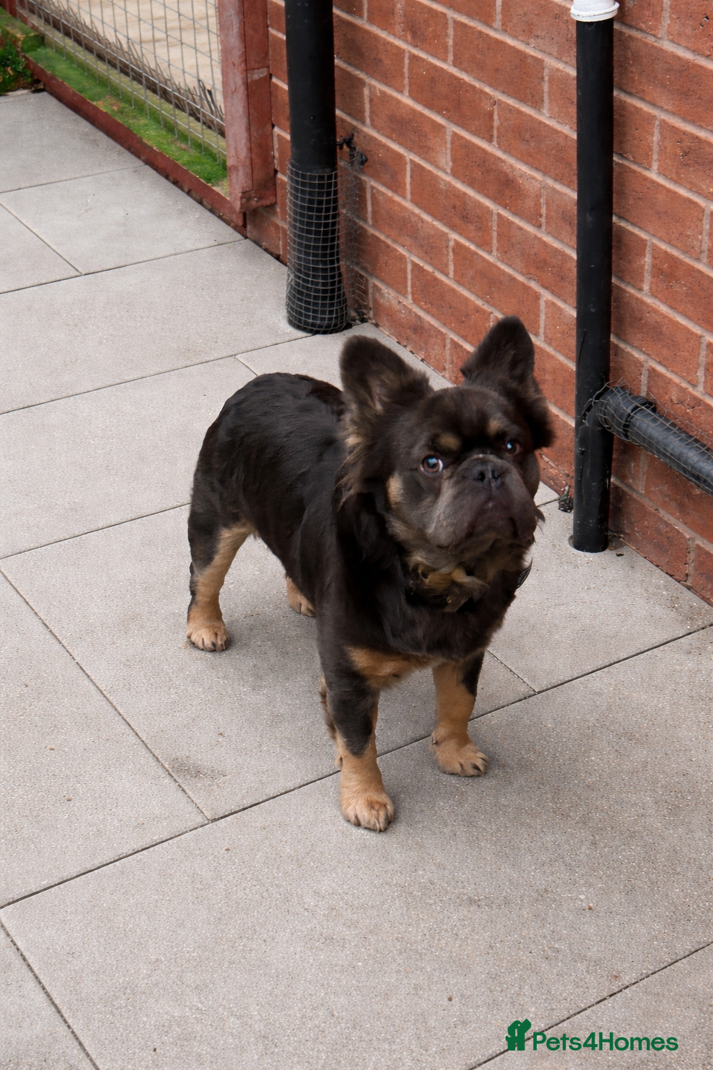 French Bulldog dogs KC & DWKC Fluffy blue tan  - Advert 10