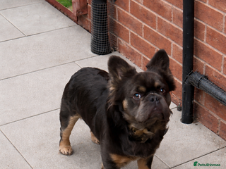 French Bulldog dogs KC & DWKC Fluffy blue tan - Advert 10