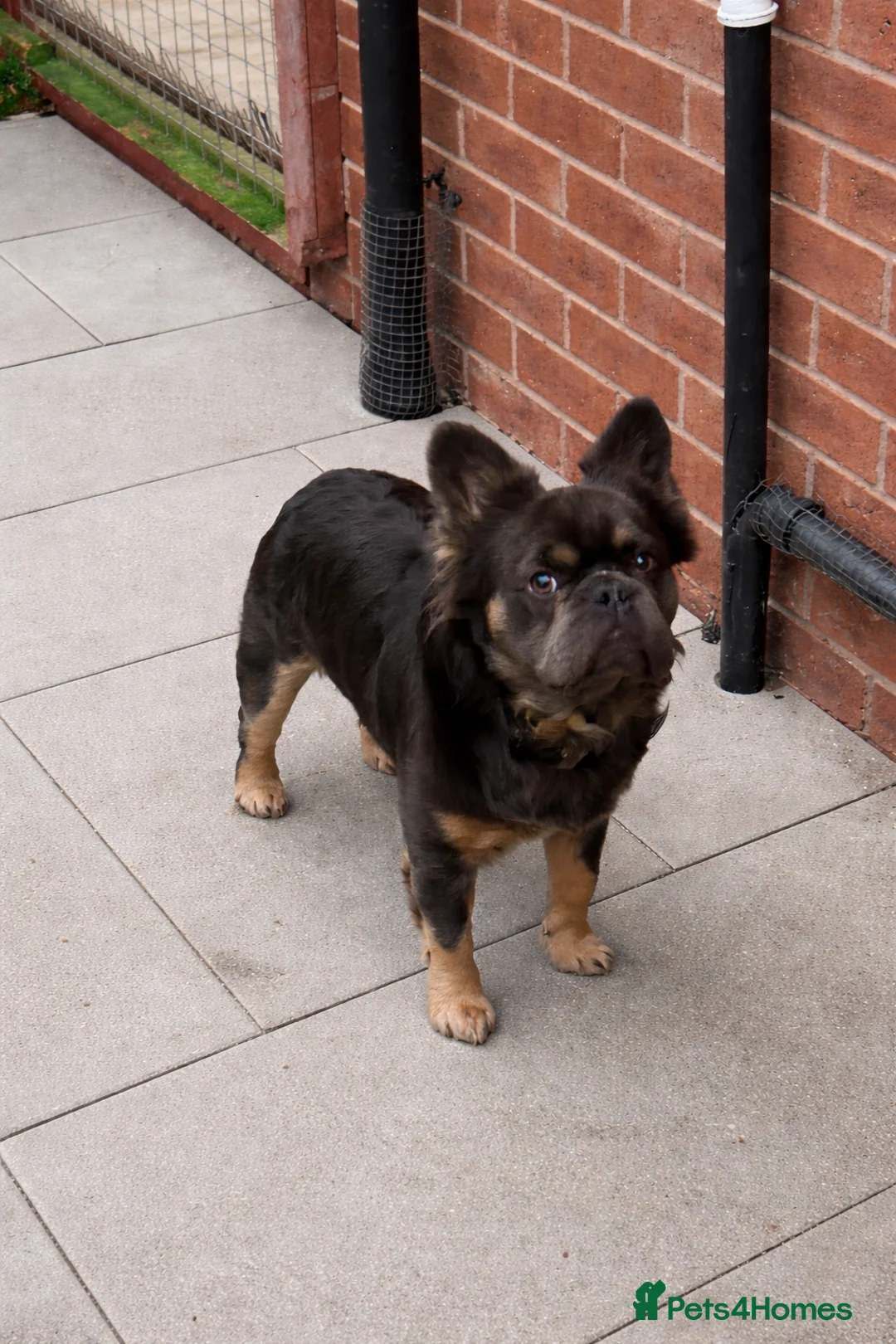 French Bulldog dogs for stud: KC Visual Fluffy Blue Tan  - Advert 3