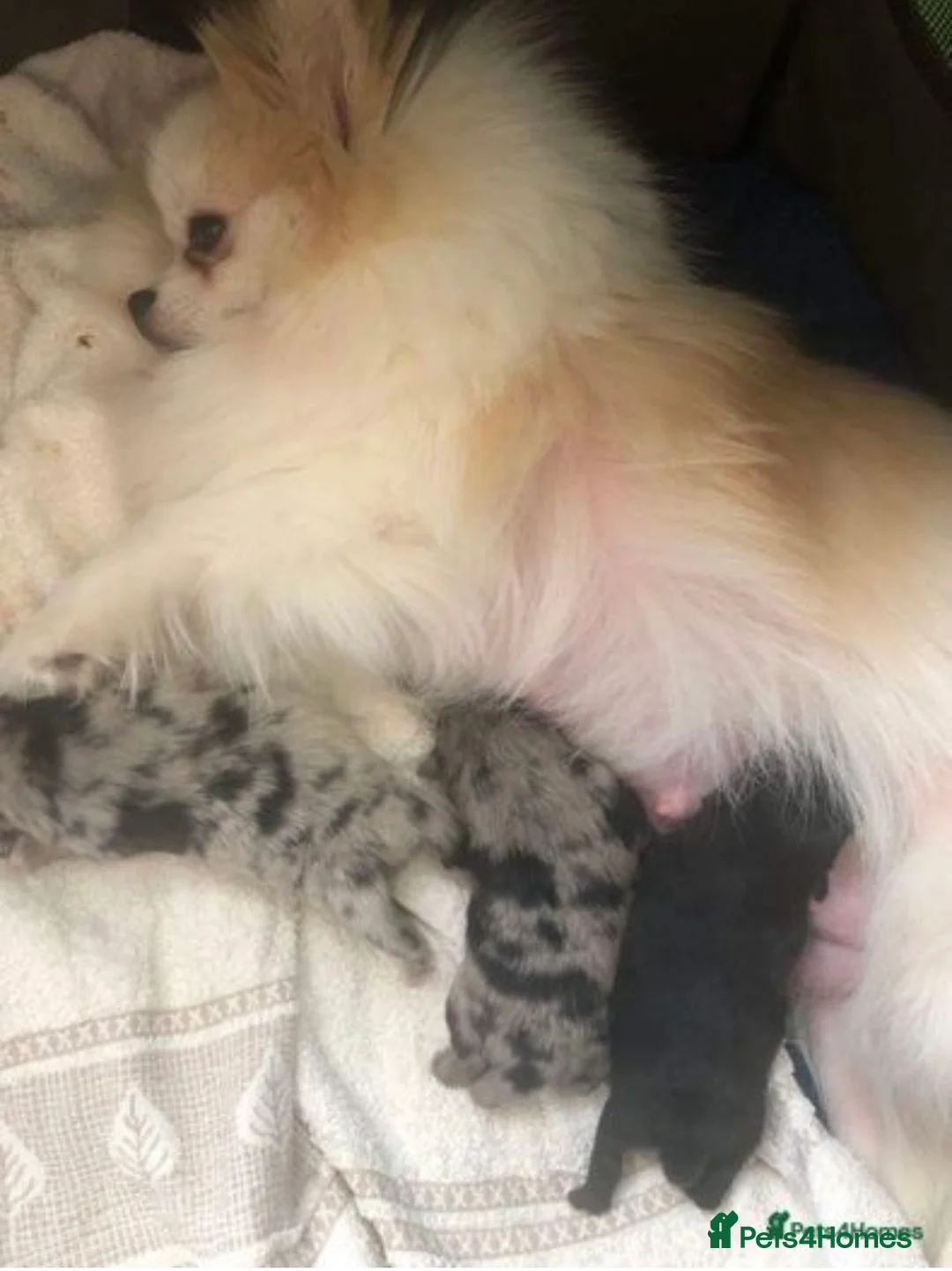 Pomeranian dogs for stud: 💚 RUSSIAN CHOC MERLE 🧸BEAR POM CARRY LILAC/TAN💚 in Romford - Advert 13