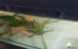 Axolotl reptiles for sale: Axolotl and tank - Advert 4