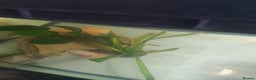 Axolotl reptiles for sale: Axolotl and tank - Advert 4