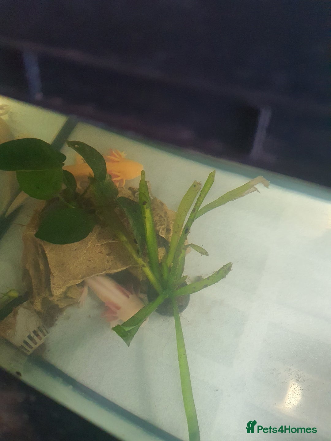 Axolotl reptiles for sale: Axolotl and tank - Advert 4