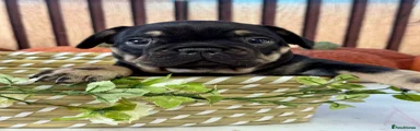 French Bulldog Puppy 4