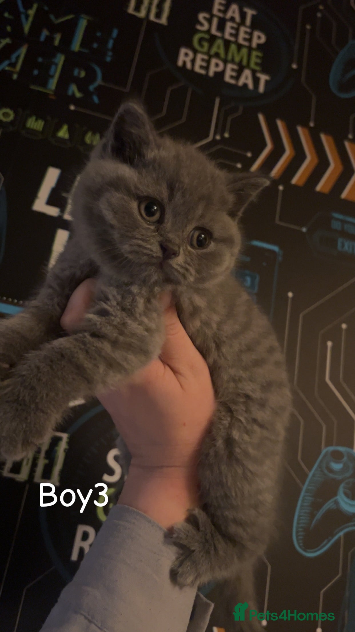 British Shorthair cats Beautiful BSH Kittens / GCCF registered  - Advert 14