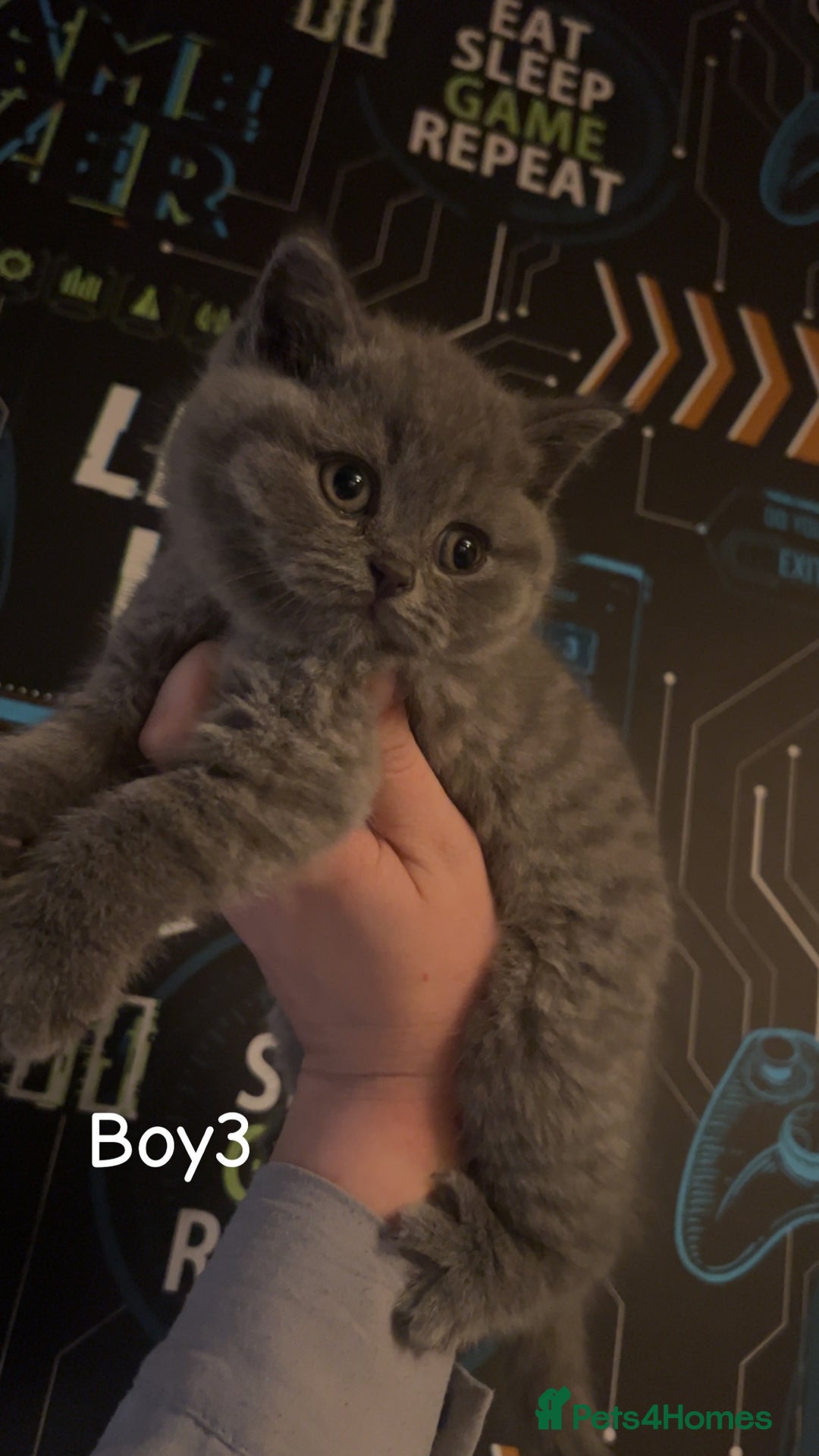 British Shorthair cats for sale: Beautiful BSH Kittens / GCCF registered  - Advert 1