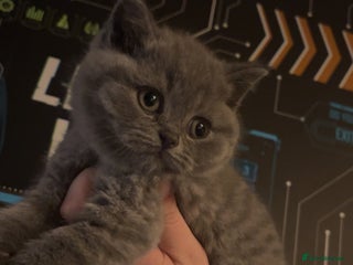 British Shorthair cats Beautiful BSH Kittens / GCCF registered - Advert 14