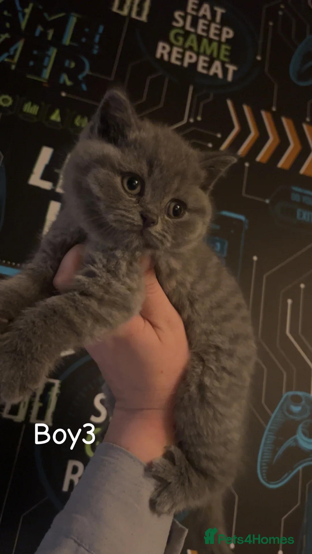 British Shorthair cats for sale: Beautiful BSH Kittens / GCCF registered  - Advert 11