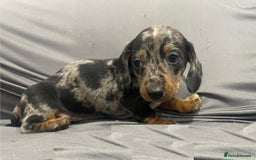 Miniature Dachshund dogs for sale: Splendid mini-dapple-doxies-shorthair - Image 7