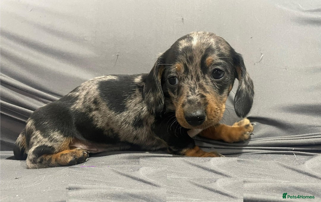 Miniature Dachshund dogs for sale: Splendid mini-dapple-doxies-shorthair - Image 7